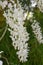 Silky Wisteria sinensis Alba, scented white flowers