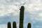 Sillhouette siguaro cactus in the hills of arizona in late afternoon shade or early morning with blue sky and clouds