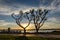 Sillhouette of Trees at Sunset