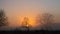 Sillohouetted trees in an English parkland at sunrise