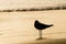 Sillouette of a seagull