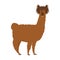 Silly alpaca with hilarious hairstyle isolated on white background. Funny llama animal in hand drawn style. Great for icon, card,