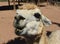 Silly Alpaca With Poor Manners Chewing with Mouth Open