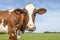 Silly cheeky cow head, friendly standing i a meadow under a blue sky, mature adult medium shot of the face, gentle looking and