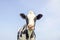 Silly cow head looking friendly, portrait of a squinting and cute, medium shot of a black-and-white in front of a blue sky