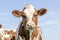 Silly cow portrait of a lovely and calm red bovine, pink nose and silly expression, chewing blades of grass