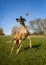 Silly great Dane trying to catch yellow ball, vertical