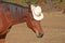 Silly image of a horse wearing a cowboy hat