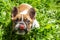 Silly portrait of a French Bulldog with its tongue out under sunlight in a park