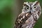 Silly screech owl