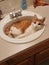 Silly yellow tabby cat laying in a bathroom sink