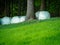 Silo bales in the forest