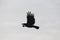 A silouette of a magnificent black bird with a intense contrast. Crow is a bird of compassion and community