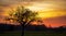 Silouette of a tree with orange yellow sky in the background