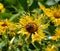 Silphium laciniatum is a species of flowering plant