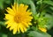 Silphium laciniatum is a species of flowering plant