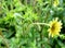 Silphium perfoliatum, the cup plant or cup-plant,
