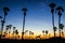 Siluette of sugar palm with sky in Twilight time