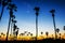 Siluette of sugar palm with sky in Twilight time