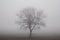 Siluette of a tree in a foggy background