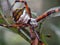 Silver Argiope spider on branches