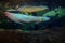 Silver arowana