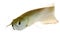 Silver Arowana