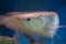 Silver arowana amazonian fish in aquarium tank