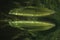 Silver arowana (Osteoglossum bicirrhosum)