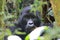 A silver-back Gorilla chewing on a branch in the forest