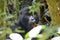 A silver-back Gorilla chewing on a branch in the forest