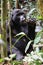 A silver-back Gorilla chewing on a branch in the forest