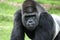 Silver back Gorilla closeup at Fort Worth Zoo