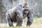 Silver back gorilla looking alert and menacing against a natural
