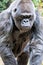Silver back gorilla looking alert and menacing against a natural