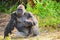 Silver Back Gorilla male sitting