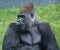 Silver back gorillas are ground-dwelling, predominantly herbivorous apes