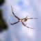 Silver-backed argiope (Argiope florida)