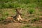 Silver-backed jackal lies squinting on muddy grassland