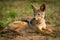 Silver-backed jackal lying on grassland in sunshine