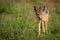 Silver-backed jackal standing in patch of grass