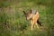 Silver-backed jackal walks towards camera through grass