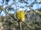 A silver banksia flower at Freycinet National Park in Tasmania in Australia.