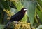 Silver-beaked Tanager feeding on berries