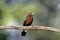 Silver-beaked tanager, Ramphocelus carbo