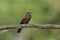 Silver-beaked tanager, Ramphocelus carbo