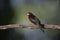 Silver-beaked tanager, Ramphocelus carbo