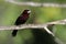 Silver-beaked tanager, Ramphocelus carbo