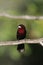 Silver-beaked tanager, Ramphocelus carbo