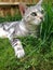 Silver Bengal Cat in the Grass